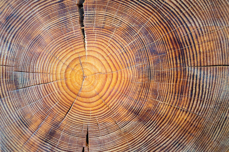 Wood rings close-up